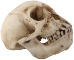 Monkey Skull Figurine